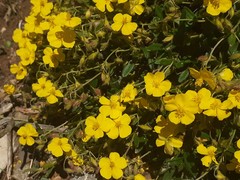 Helianthemum oelandicum