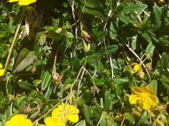 Helianthemum oelandicum