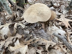 Boletus variipes