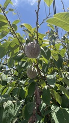Annona macroprophyllata