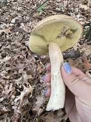 Boletus variipes