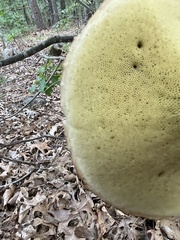 Boletus variipes