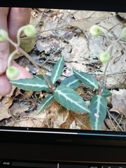 Chimaphila maculata