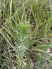 Eryngium leavenworthii