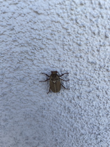 photo of Dusty June Beetle (Amblonoxia palpalis)