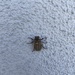 photo of Dusty June Beetle (Amblonoxia palpalis)