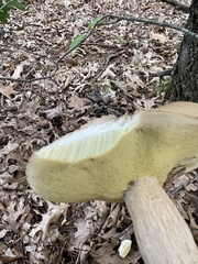 Boletus variipes