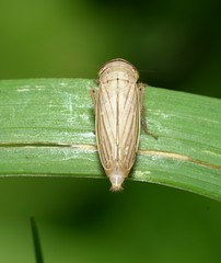 Athysanus argentarius