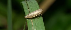 Athysanus argentarius