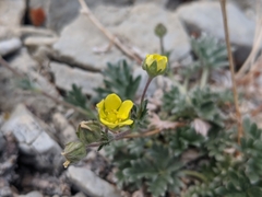 Potentilla pseudosericea