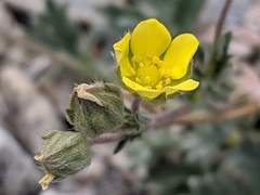 Potentilla pseudosericea