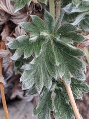 Potentilla pseudosericea