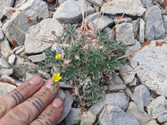 Potentilla pseudosericea