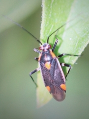 Capsodes flavomarginatus