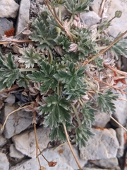 Potentilla pseudosericea