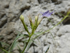 Palmerella debilis serrata