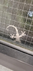 Gekko japonicus