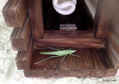 Euconocephalus nasutus