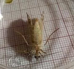 Ascotis fortunata