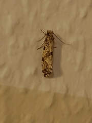 Morophaga choragella