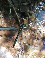 Somatochlora exuberata