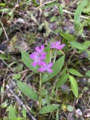 Phlox glaberrima