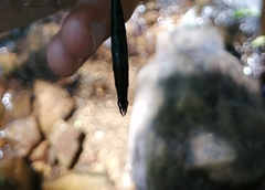 Somatochlora exuberata