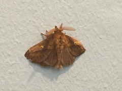 Euthrix potatoria