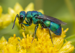 Ceratochrysis declinis