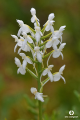 Platanthera blephariglottis blephariglottis