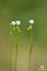 Drosera rotundifolia