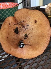 Suillus cavipes