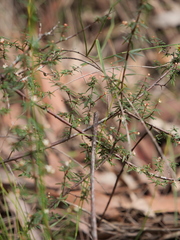 Micrantheum ericoides