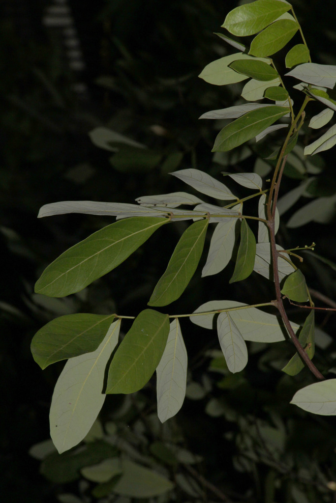 Guioa pleuropteris (Guioa pleuropteris)