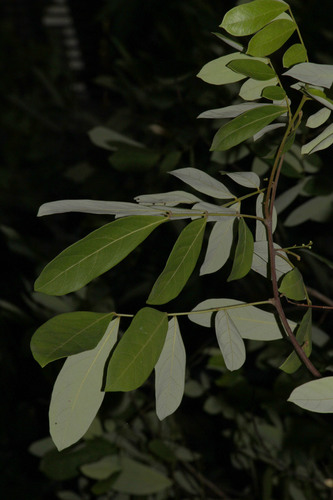 Guioa pleuropteris