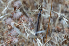 Creoleon lugdunensis