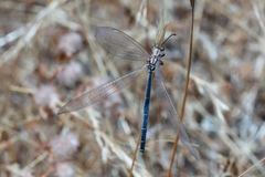 Creoleon lugdunensis