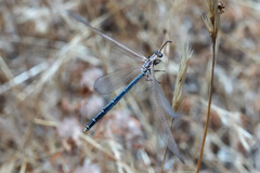 Creoleon lugdunensis