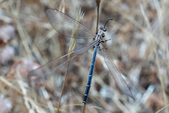 Creoleon lugdunensis