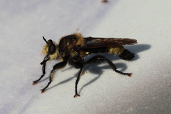 Laphria astur