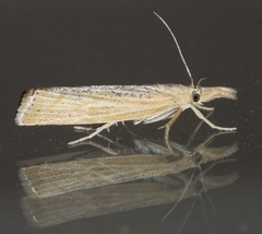 Pediasia dorsipunctellus