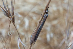 Creoleon lugdunensis