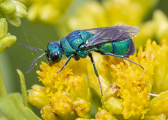 Ceratochrysis declinis