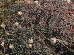 Armeria pubigera