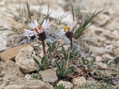 Erigeron pygmaeus