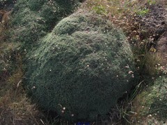 Armeria pubigera