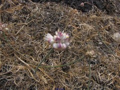 Allium ericetorum