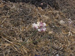 Allium ericetorum