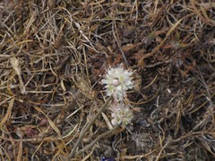 Allium ericetorum
