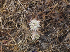 Allium ericetorum